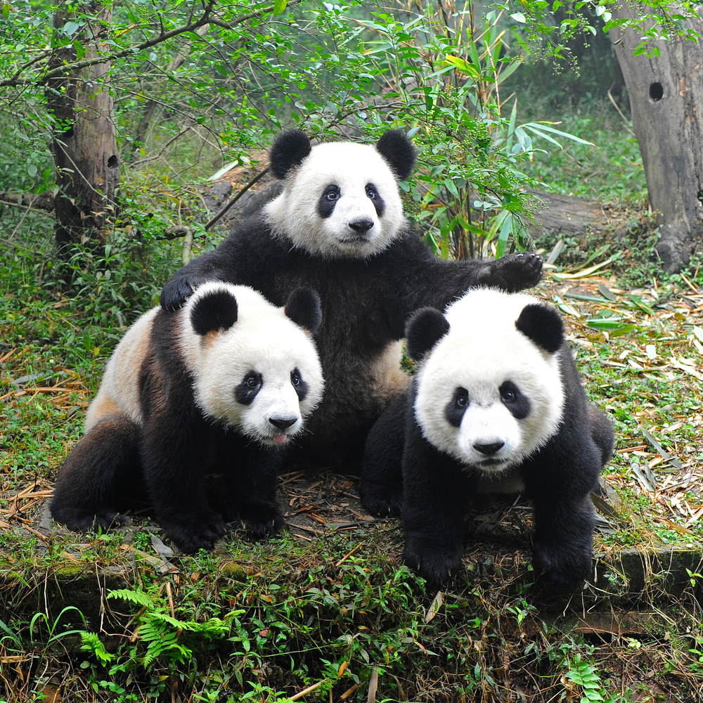 giant-panda.jpg