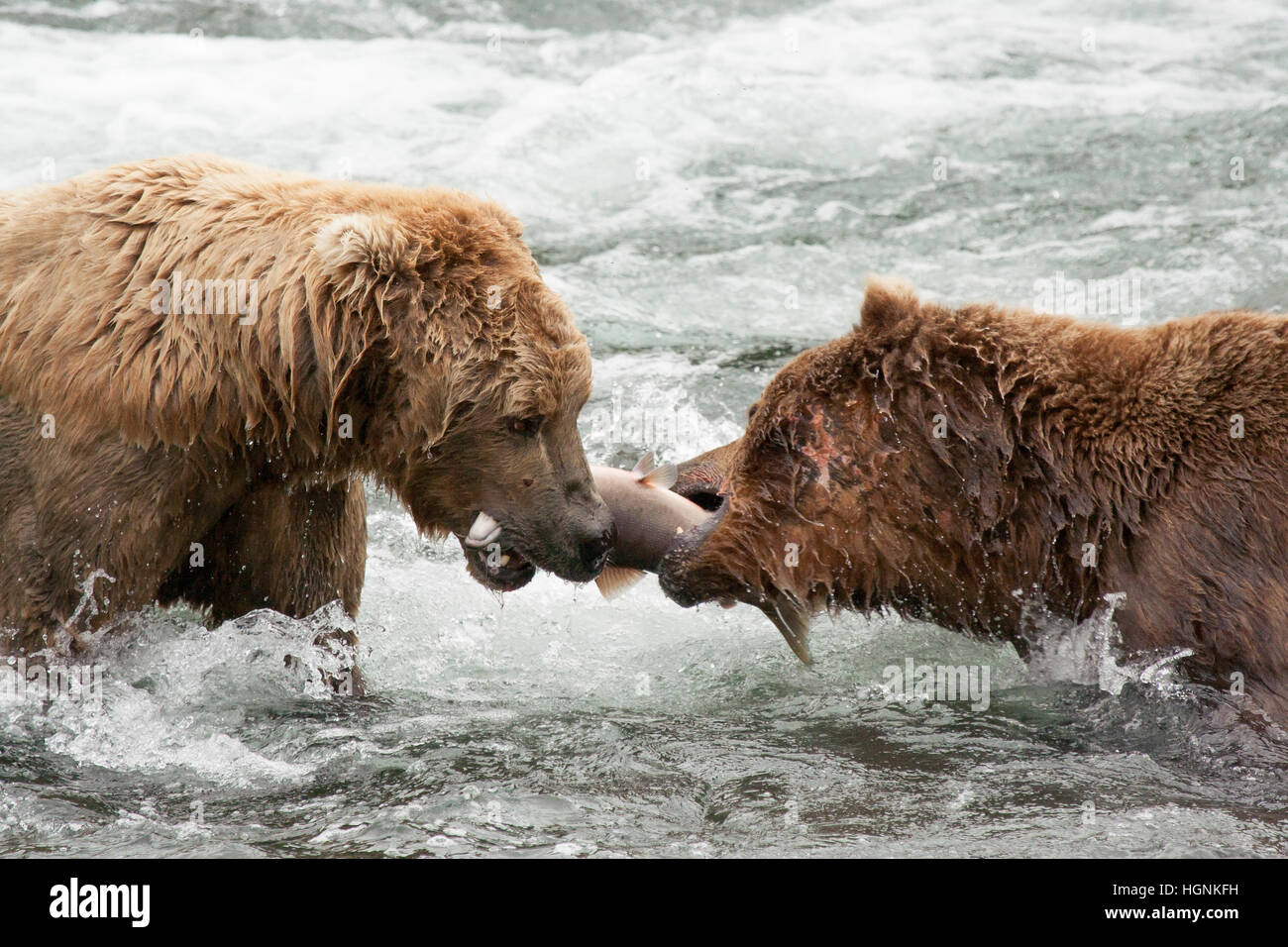two-brown-bears-in-a-tug-of-war-over-a-sockeye-salmon-in-brooks-river-HGNKFH.jpg