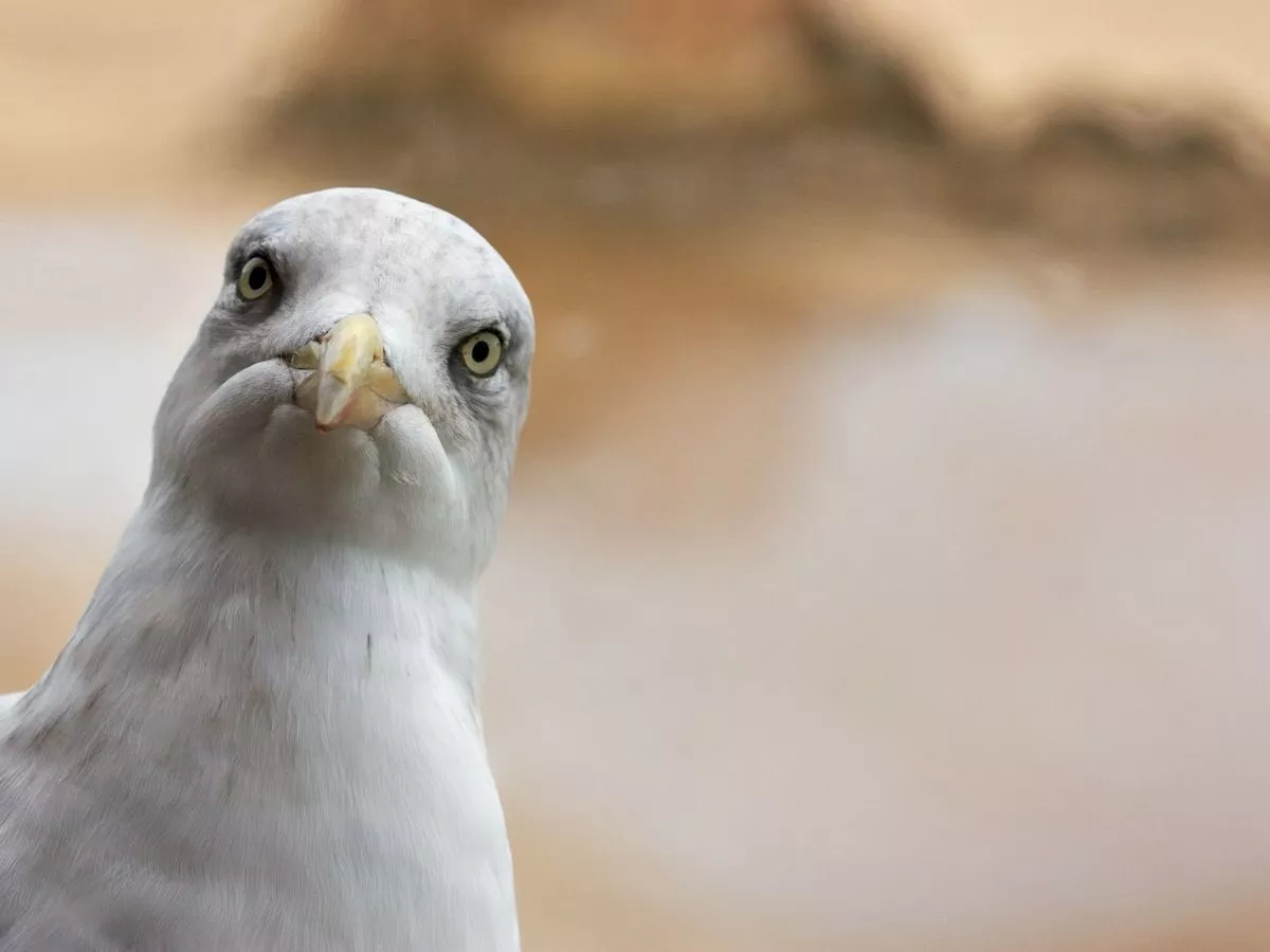 0_Curious-Seagull.jpg