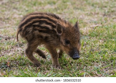 baby-wild-boar-260nw-1836532510.jpg