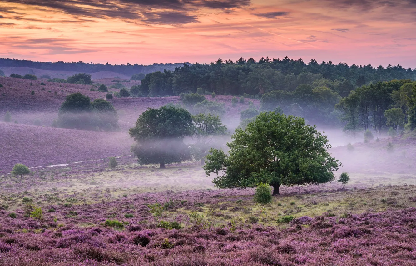 netherlands-niderlandy-utro-rassvet-tuman-derevia-veresk.jpg