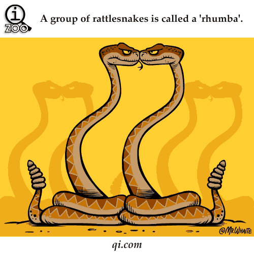 rattlesnake-rhumba-science-facts-animated-gifs.gif