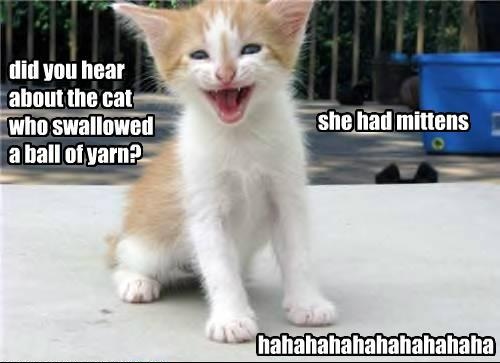 funny-pictures-kitteh-jokes.jpg
