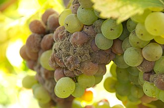 330px-Sauternes_noble_rot_grapes.jpg