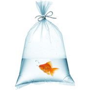Plastic-fish-Bags.jpg
